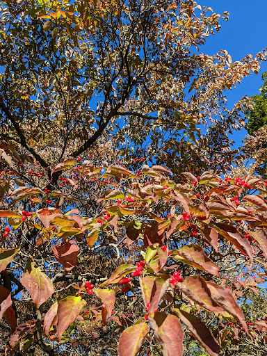 Nature Preserve «Bow in the Clouds Preserve», reviews and photos, 1805 Nazareth Rd, Kalamazoo, MI 49048, USA