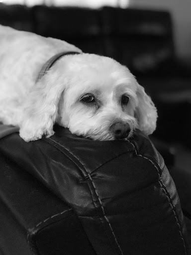 Pet Groomer «Luba`s Pet Grooming Studio», reviews and photos, 2782 Park St, Jacksonville, FL 32205, USA