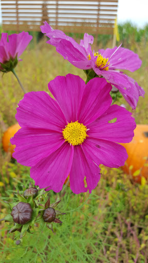 Farm «Bella Organic Farm», reviews and photos, 16205 NW Gillihan Rd, Portland, OR 97231, USA