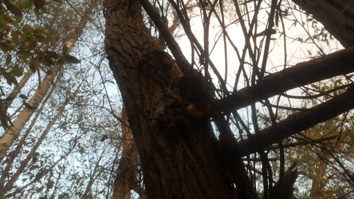 Pizza Restaurant «Roaring Rapids Pizza Company», reviews and photos, 4006 Franklin Blvd, Eugene, OR 97403, USA