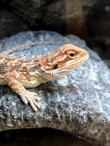 Pet Supply Store «Petco Animal Supplies», reviews and photos, 1815 Newport Blvd b, Costa Mesa, CA 92627, USA