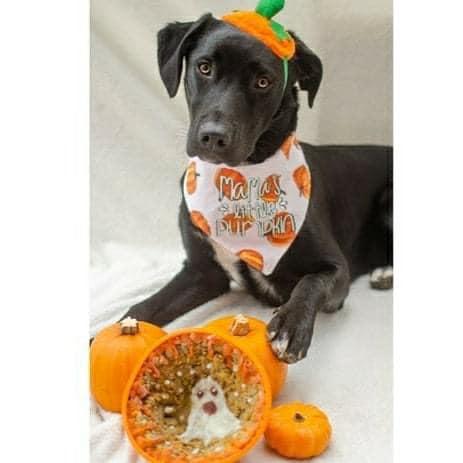 Pet Supply Store «Healthy Pet Products», reviews and photos, 9805 McKnight Rd, Pittsburgh, PA 15237, USA