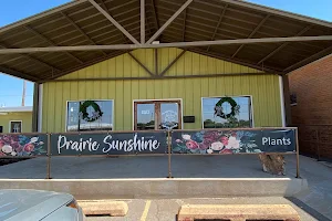 Prairie Sunshine Flowers image