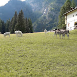 Photo n°7 de l'avis de Stefano.o fait le 17/08/2021 à 07:14 sur le  Hotel Tyrolia Valverde Di De Cassan Maurizio & De Lazzer Iva Snc. à Rocca Pietore