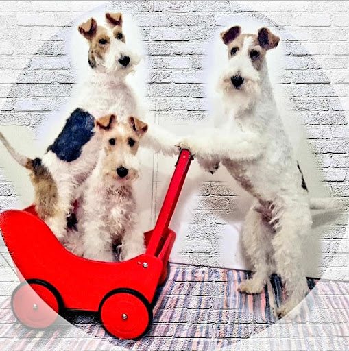 Fix & Foxl - Mobile Hundeschule +Hundesalon unter Wunsiedel, 