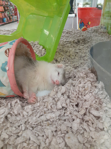 Pet Supply Store «Petco Animal Supplies», reviews and photos, 2765 Papermill Rd G-1, Reading, PA 19610, USA