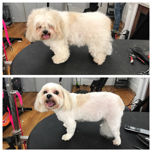 Pet Store «Pawsh Dog Boutique», reviews and photos, 31 Gloucester St, Boston, MA 02115, USA