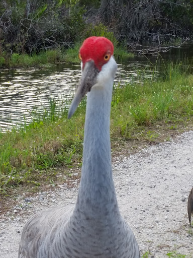 Nature Preserve «Grassy Waters Preserve», reviews and photos, 8264 Northlake Blvd, West Palm Beach, FL 33412, USA