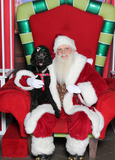 Pet Supply Store «USA Dog Shop», reviews and photos, 549 NY-17, Tuxedo Park, NY 10987, USA