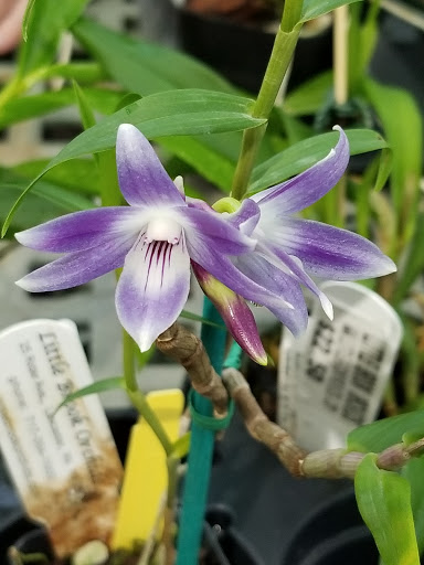 Florist «Little Brook Orchids», reviews and photos, 25 Rider Ave, Lancaster, PA 17603, USA