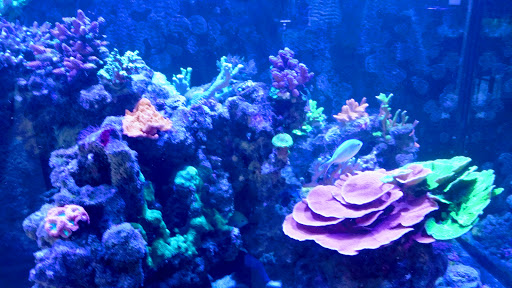 Tropical Fish Store «Aquatic Treasures», reviews and photos, 2533-A Vandalia St, Collinsville, IL 62234, USA