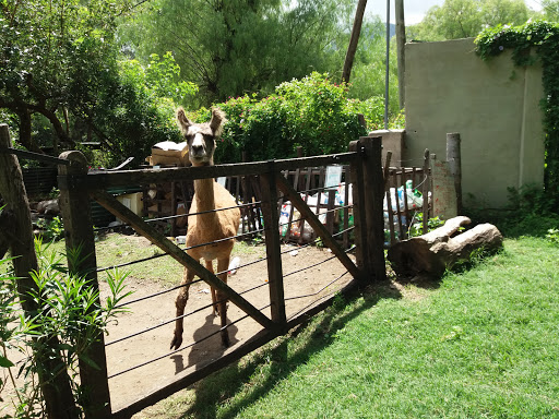 Casablanca, La Capilla farm