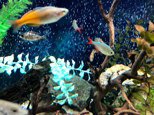 Pet Supply Store «Petco Animal Supplies», reviews and photos, 806 Sunrise Hwy, Baldwin, NY 11510, USA