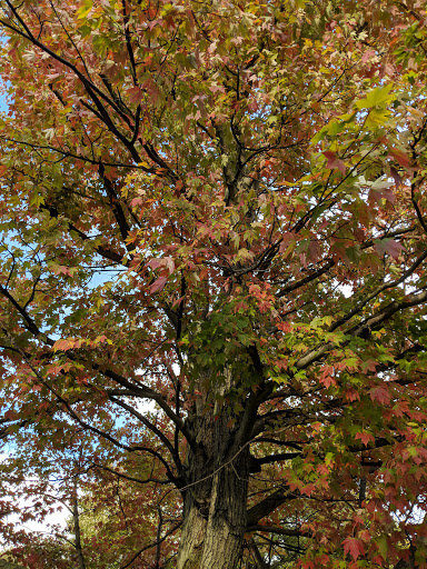 Caterer «Elmtree Catering», reviews and photos, 170 Walton Ave, Struthers, OH 44471, USA