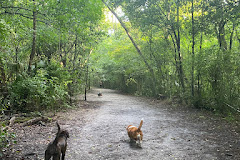 Dog Wood Park of Jacksonville
