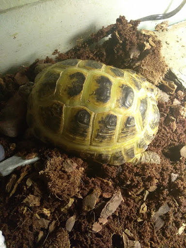 Pet Store «Critter Cabana - Wilsonville», reviews and photos, 8406 SW Main St #200, Wilsonville, OR 97070, USA