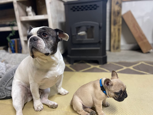 Pet Supply Store «Ma & Paws Pet Supplies», reviews and photos, 206 Anderson Ln N #200, Hendersonville, TN 37075, USA