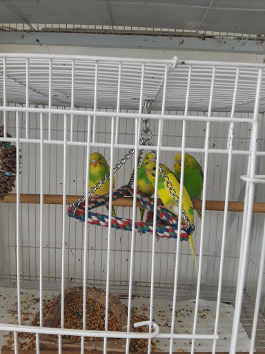 Pet Store «Animal Lovers Pet Shop», reviews and photos, 24028 Vista Montana, Torrance, CA 90505, USA