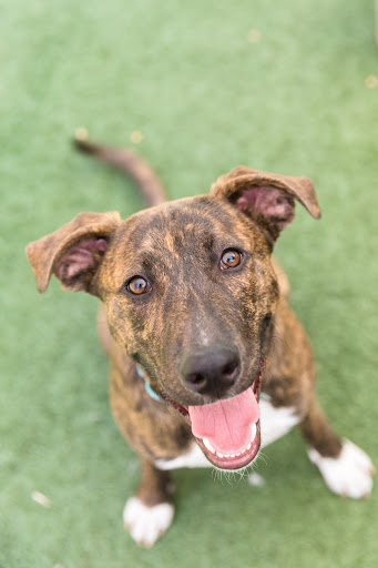 Pet Groomer «The Pet Set - Buckhead», reviews and photos, 2480 Briarcliff Rd NE #3, Atlanta, GA 30329, USA