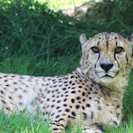 Photo n° 17 de l'avis de Maïté.e fait le 12/05/2024 à 08:02 pour Planète Sauvage à Port-Saint-Père