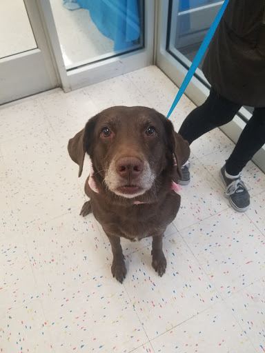 Pet Supply Store «Petco Animal Supplies», reviews and photos, 5190 Borgen Blvd #201, Gig Harbor, WA 98332, USA