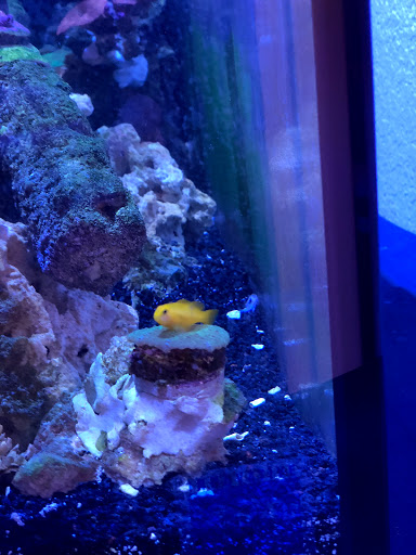 Tropical Fish Store «Pisces Reef Fish Emporium, LLC», reviews and photos, 9326 W Sahara Ave, Las Vegas, NV 89117, USA