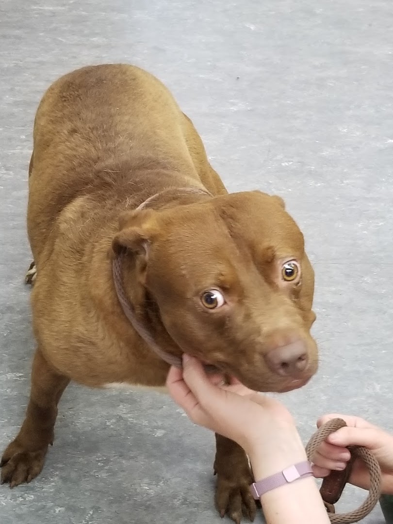 Anson County Animal Shelter