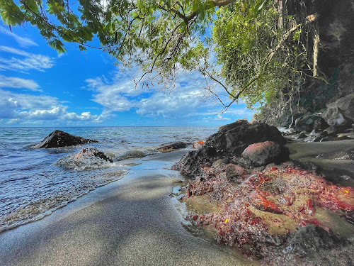 Plage de l'Anse Collat photo #2