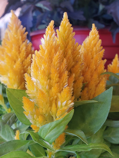 Hardware Store «Payless Hardware, Rockery and Nursery», reviews and photos, 2927 King Rd, San Jose, CA 95122, USA