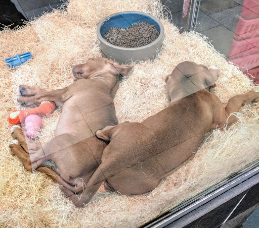 Pet Store «Pet City», reviews and photos, 14200 E Alameda Ave #2036, Aurora, CO 80012, USA