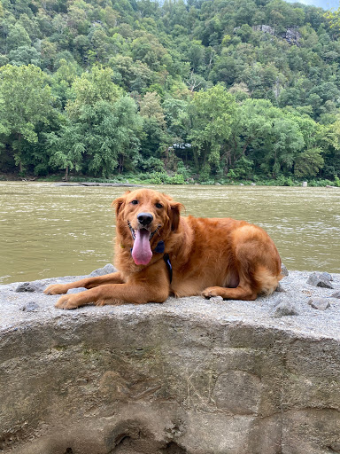 Pet Store «Charm City Puppies», reviews and photos, 8205 Snowden River Pkwy, Columbia, MD 21045, USA