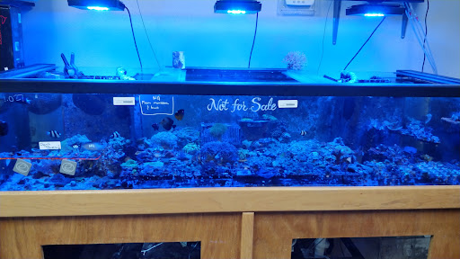 Tropical Fish Store «Elegant Reef - Tropical Fish Studio», reviews and photos, 301 W Nakoma Dr, San Antonio, TX 78216, USA