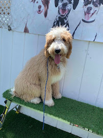 Sit Means Sit Orange County - Photo 5 - Car repair in Huntington Beach, CA, Huntington Beach