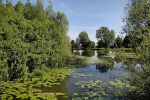 Bolton ponds fisheries image