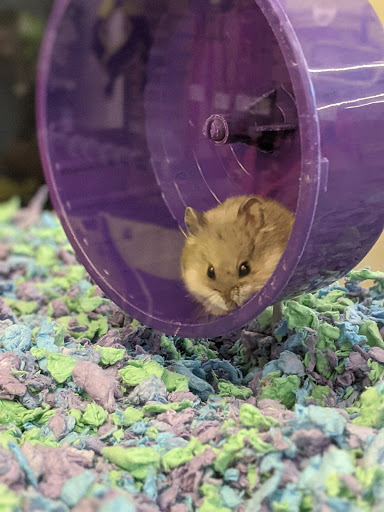 Pet Supply Store «PetSmart», reviews and photos, 270 Marketplace Boulevard, Selinsgrove, PA 17870, USA