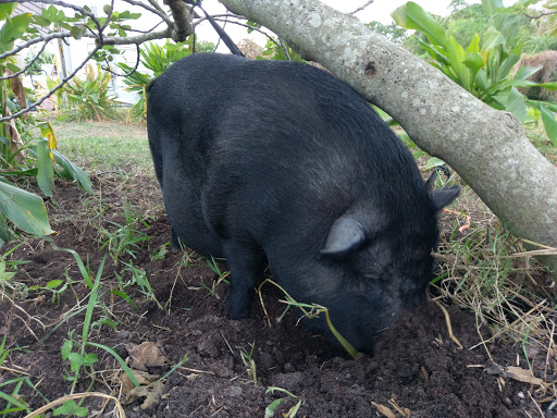 Winery «Sons & Daughters Farm and Winery», reviews and photos, 5926 Fearnley Rd, Lake Worth, FL 33467, USA