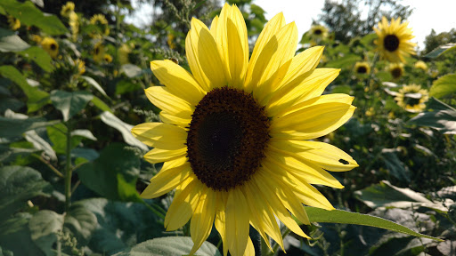 Pumpkin Patch «CornFun Corn Maze Adventure And Pumpkin Patch», reviews and photos, 9391 Lindsey Ln, Casco, MI 48064, USA