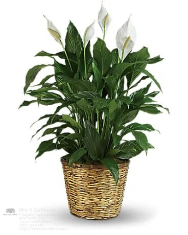 Florist «Blitz & Co Florist», reviews and photos, 909 Pacific Ave, Tacoma, WA 98402, USA