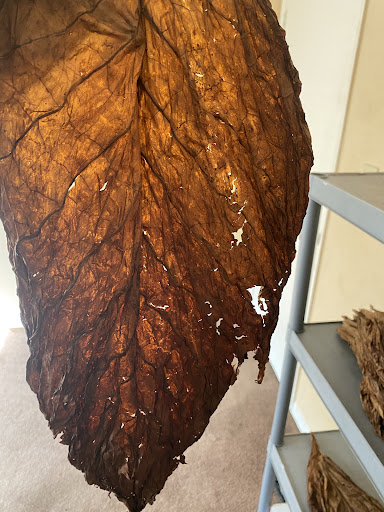 Tobacco Shop «Leaf Only», reviews and photos, 440 Middlefield St, Middletown, CT 06457, USA