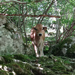 Photo n° 6 de l'avis de Gerard.u fait le 20/07/2022 à 08:44 pour Cascade du Saut de la Truite à Brezons