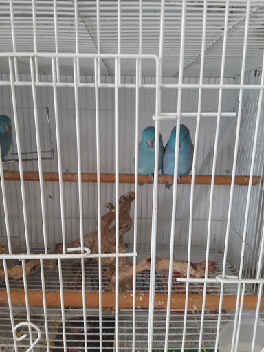 Pet Store «Animal Lovers Pet Shop», reviews and photos, 24028 Vista Montana, Torrance, CA 90505, USA