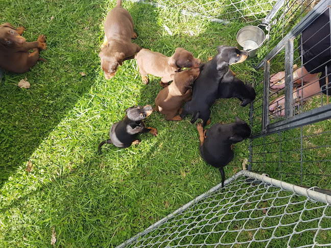 Reviews of Kapiti Kennels in Paraparaumu - Dog trainer