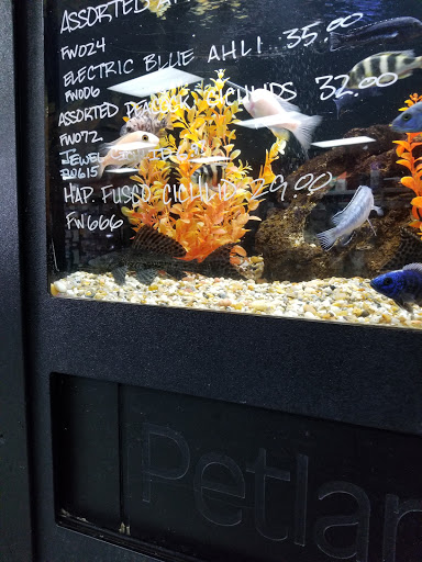 Pet Store «Petland», reviews and photos, 415 Mary Esther Cut Off NW G, Fort Walton Beach, FL 32548, USA