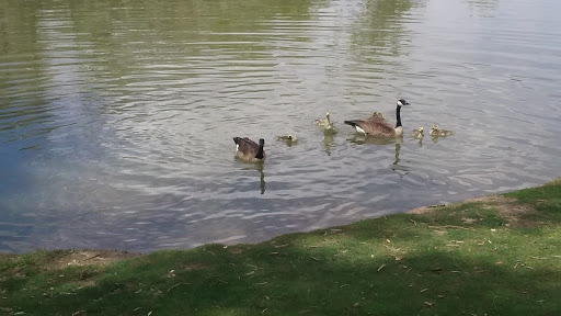 Park «Harvey Park», reviews and photos, 2120 S Tennyson Way, Denver, CO 80219, USA