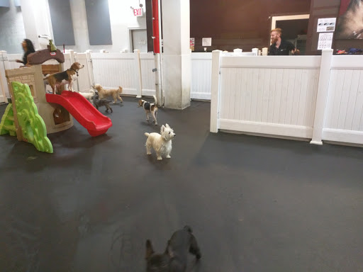 Photo of My Pets Wellness Chelsea