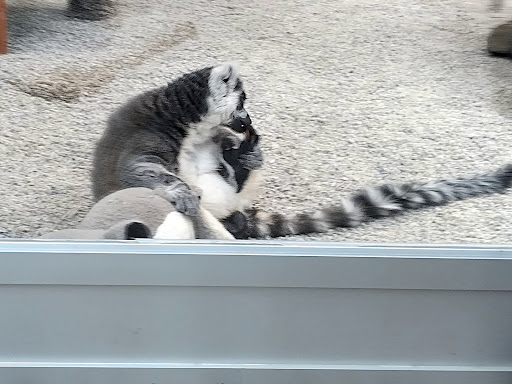 Pet Store «Incredible Pets Inc», reviews and photos, 2255 N Wickham Rd # 102, Melbourne, FL 32935, USA