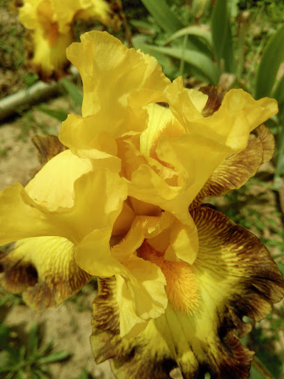 Iris en Provence Pépinière