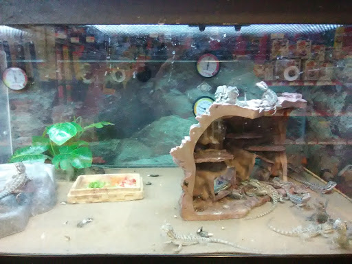 Pet Supply Store «Petco Animal Supplies», reviews and photos, 438 Southbridge St, Auburn, MA 01501, USA