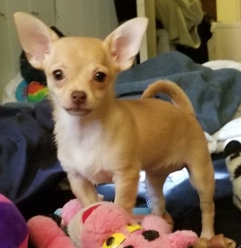 Pet Supply Store «Petco Animal Supplies», reviews and photos, 390 East 525 North, Harrisville, UT 84404, USA