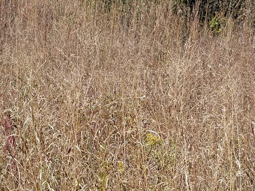 Bird Watching Area «Jelke Creek Bird Sanctuary», reviews and photos, Boncosky Rd, Dundee Township, IL 60118, USA